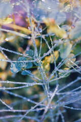 A narrow purple-tinged leaf is covered in large and small dew droplets
