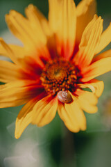 Close-up of yellow daisy flower with red center on blurred background