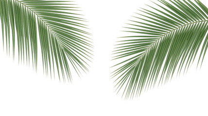 Obraz premium Two palm fronds