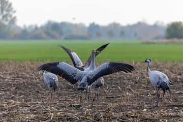 Fototapeta premium Kraniche auf abgeernteten Maisfeld in der Region Zingst an der Ostsee.