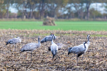 Fototapeta premium Kraniche auf abgeernteten Maisfeld in der Region Zingst an der Ostsee.