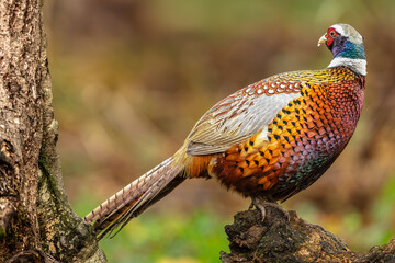 Pheasant, Scientific name: Phasianus Colchicus, close up of a colourful male Ring-necked pheasant in Autumn, perched on a log, looking backwards.  Horizontal.  Copy space