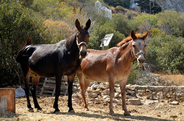 Greece, Amorgos Island, Lagkada, Horses