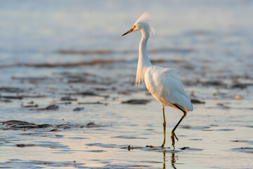 Snowy egret (Egretta thula) walking in shallow water at sunrise, its white plumage glowing in warm...