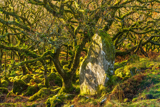 Aerial view of ancient, moss-draped trees and granite boulders create an enchanted, sun-dappled scene within Wistman&acirc;&euro;&trade;s Wood, Two Bridges, Devon, United Kingdom.
