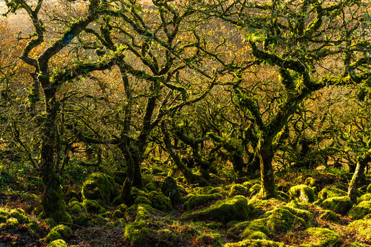 Aerial view of ancient gnarled trees draped in vibrant green moss and lichen, casting shadows on the moss-covered granite boulders below, Wistman&acirc;&euro;&trade;s Wood, Two Bridges, Devon, United Kingdom.