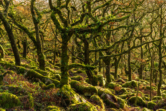 Aerial view of ancient gnarled oaks, cloaked in vibrant green moss, rise from a boulder-strewn landscape in Wistman's Wood, Two Bridges, Devon, United Kingdom.