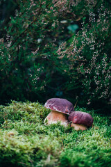 Pair of porcini mushrooms standing in thick forest moss