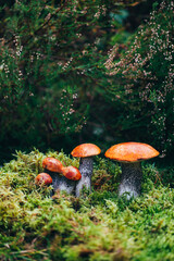 Cluster of orange mushrooms emerging from dense green moss in forest setting