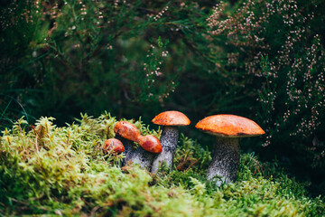 Fototapeta premium Cluster of orange mushrooms emerging from dense green moss in forest setting