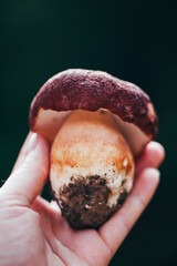 A close-up macro of a porcini mushroom showing the smooth brown cap