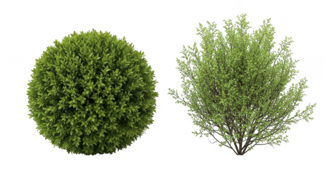 Two plants on a black background on transparent background