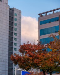 도시 속 가을 그리고 구름