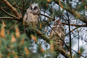 Two Owlets Calling in Pine Tree Branches Within Forest Wildlife