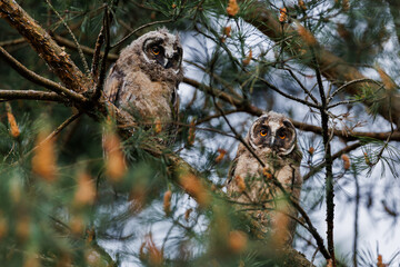 Two Owlets Calling in Pine Tree Branches Within Forest Wildlife