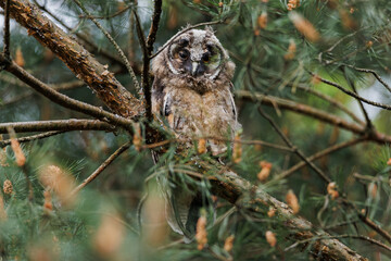A curious owl sat on a branch among the pine trees in forest.