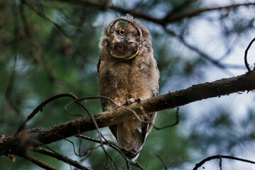 A curious owl sat on a branch among the pine trees in forest.