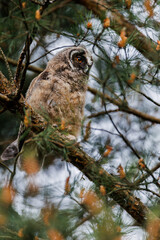 A curious owl sat on a branch among the pine trees in forest.