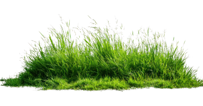 PNG Grass grass vegetation background. - Powered by Adobe