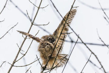 Juvenile Owl Spreads Its Wings While Perched On A Branch