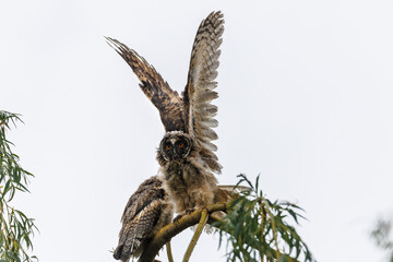 Juvenile Owl Spreads Its Wings While Perched On A Branch