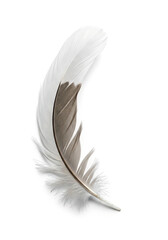 Obraz premium christmas single feather on white background, christmas soft natural ornament, holiday minimal elegant decor 