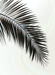 Fototapeta premium Close-up of dark palm leaf frond against white background, creating dramatic contrast for modern botanical decor.