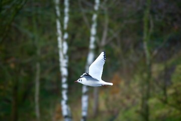 A beautiful bird flying against a backdrop of blurred, dense green trees