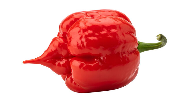 A vibrant red carolina reaper pepper the world s hottest chili pepper isolated on transparent background