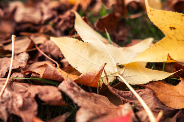 A close-up of a fallen autumn leaf with soft bokeh, Autumn Beauty.