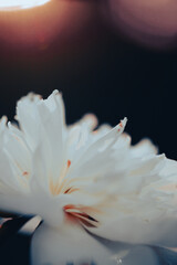 Fototapeta premium A white peony flower in profile view, illuminated softly