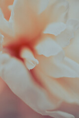 Macro shot of a blooming peony flower with softly folded white petals
