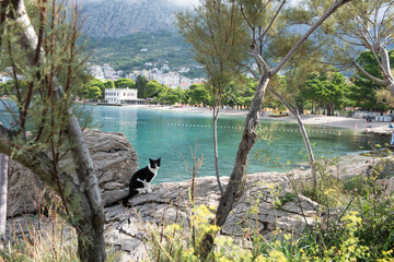 Cat by the sea. Adriatic Sea Croatia. Turquoise water.