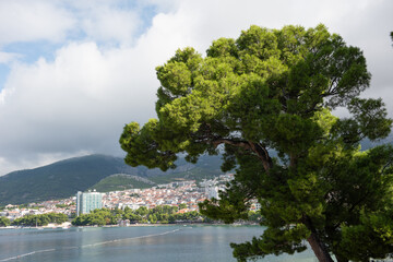 A scenic coastal view of Makarska, Croatia, with a large Mediterranean pine tree in the foreground and the Adriatic Sea, mountains, and city buildings in the background. Bright natural light