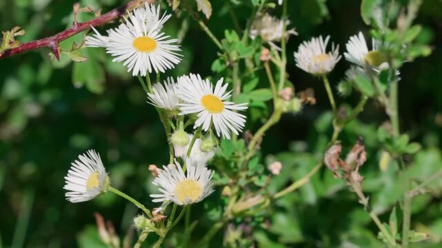 The butterfly Araschnia levana sits on a fleabane flower. The wind gently sways the flower on which the insect perches. Green stems surround it. The butterfly makes slight movements. Close-up shot 