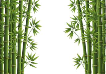 Lush green bamboo stalks with vibrant leaves framing a dark space isolated on a transparent background