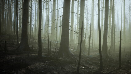 Naklejka premium Tall trees stand in a dense fog, creating an eerie atmosphere. Their bare branches tell stories of past fires but suggest hope as life slowly returns to this quiet forest.
