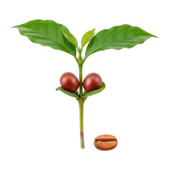Life cycle of coffee plant with ripe cherries and a roasted bean isolated on transparent background