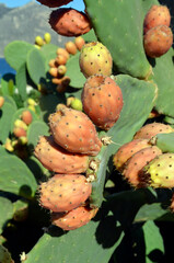 Greece, Amorgos Island, Cactus