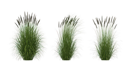 Three clumps of ornamental grass on transparent background