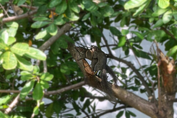 Obraz premium Chipmunks mating on branch tree, Looking out from window glass and selective focus