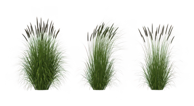 Three clumps of ornamental grass on transparent background - Powered by Adobe