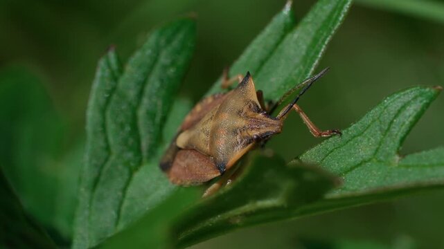 Spined shield bug (Carpocoris fuscispinus) or black-horned shield bug sways on a green leaf in the wind. Close-up showing body details and coloration of the insect.