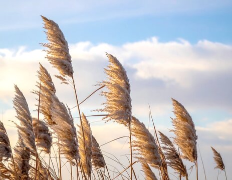 Windswept, fluffy reeds sway in the light of a partially cloudy sky, captured in a close-up shot, highlighting textures and natural tones