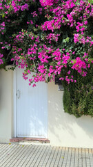 Purple bougainvillea flowers blooming over a white door on a minimal cream wall