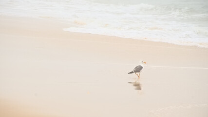 Lone gull standing on wet sand, reflecting in the surface slong the Atlantic ocean in Ovar, Portugal 