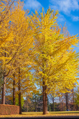 Fototapeta premium Ginko Trees at Science Expo Memorial Park