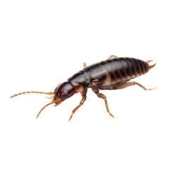 Detailed macro photograph showcasing an isolated European earwig with prominent cerci isolated