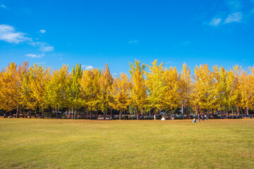 Ginko Trees at Science Expo Memorial Park