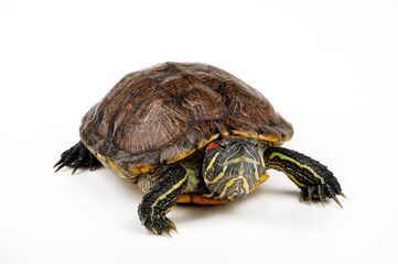 Red-eared slider // Rotwangen-Schmuckschildkröte (Trachemys scripta elegans)